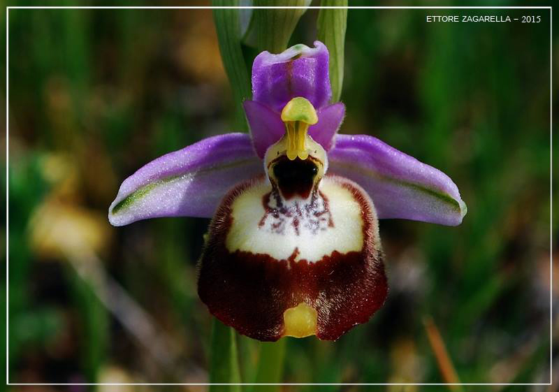 Ophrys calliantha